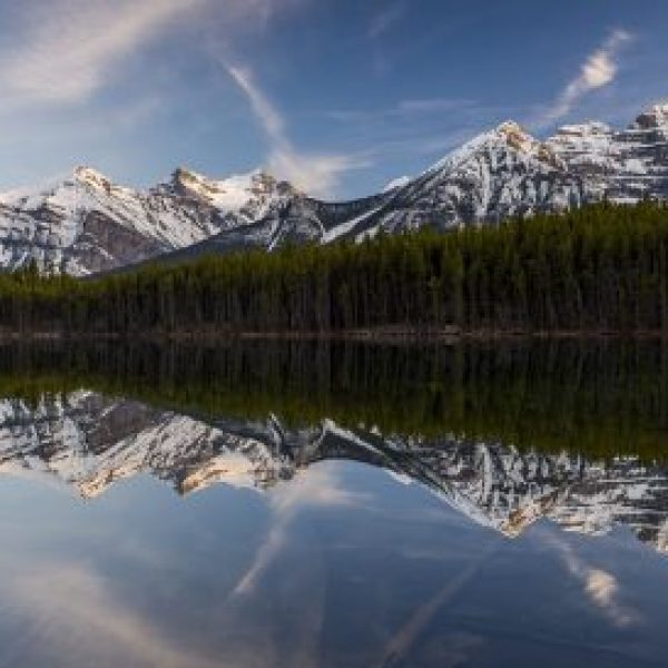 Calm Pines