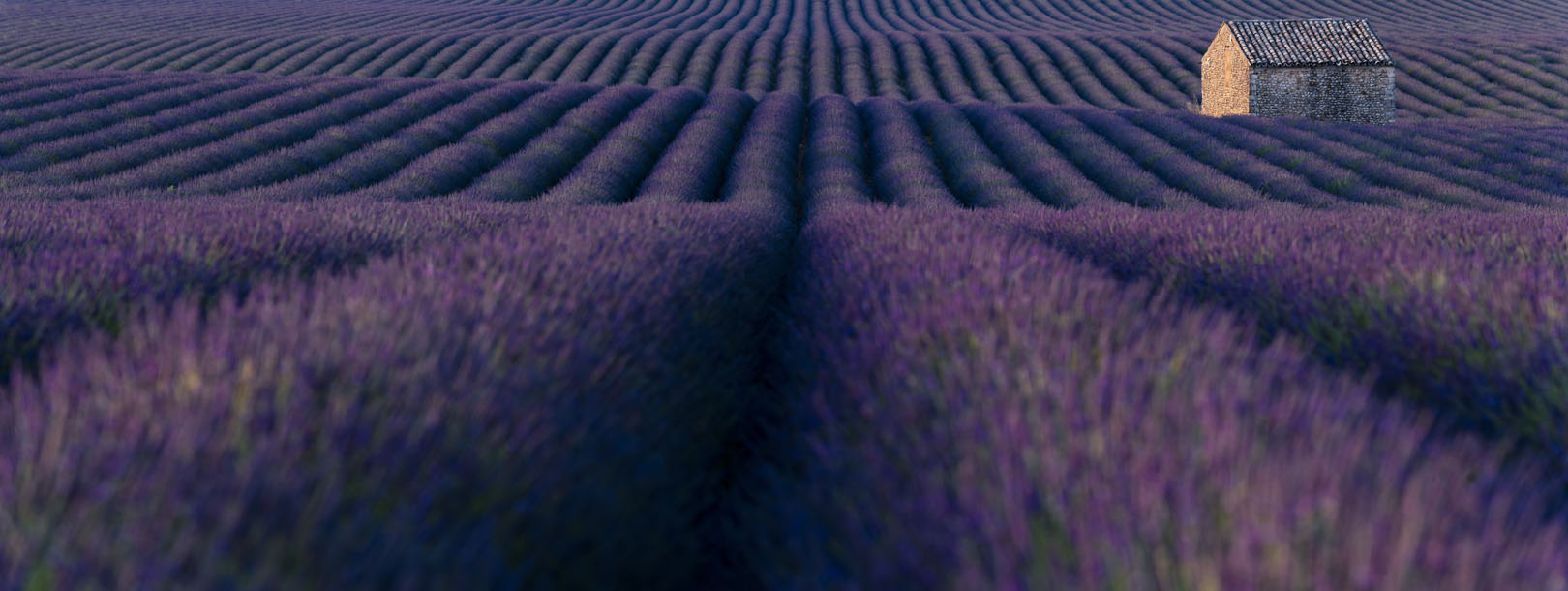 Home in the Rows