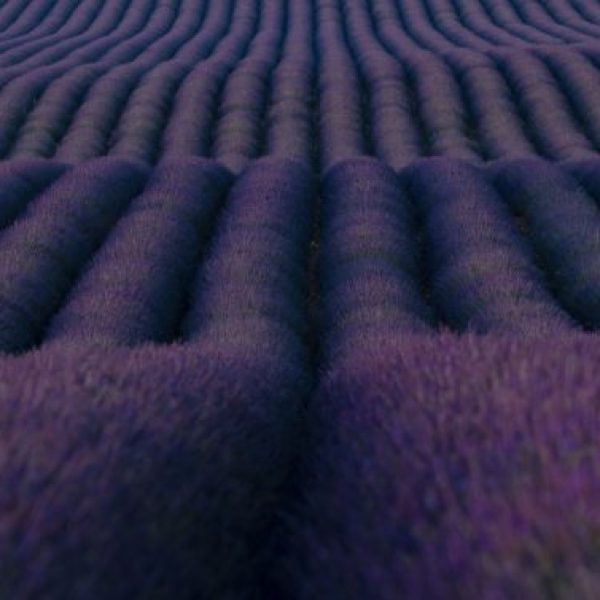 Purple Sea