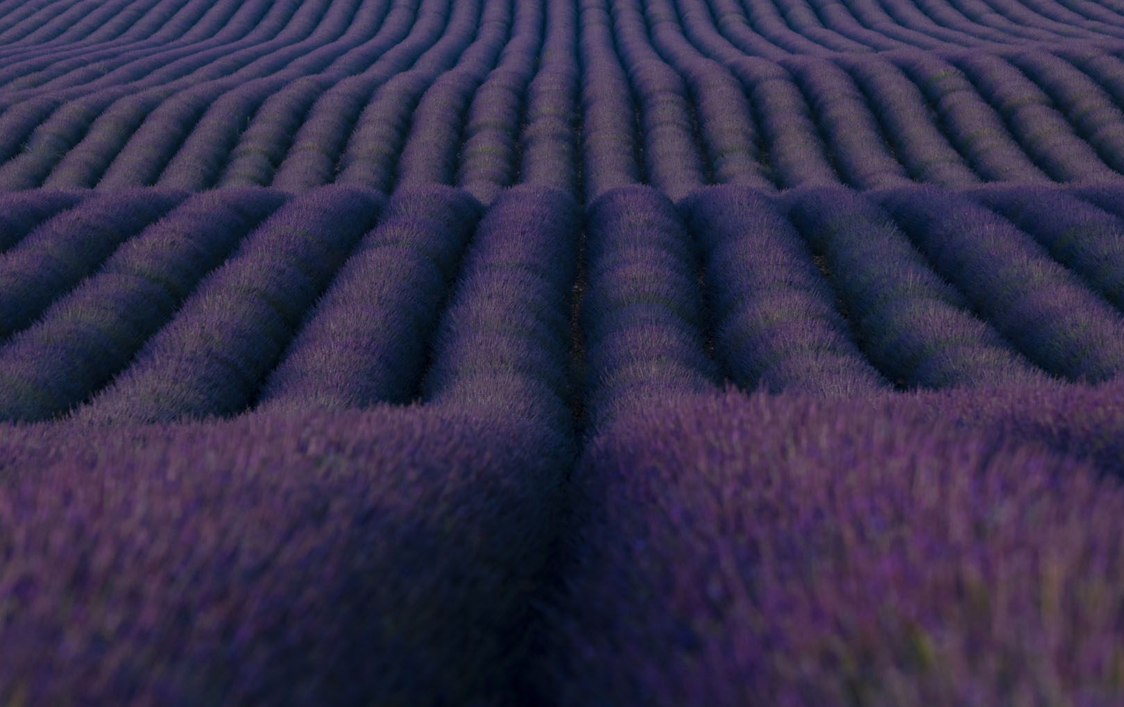 Purple Sea