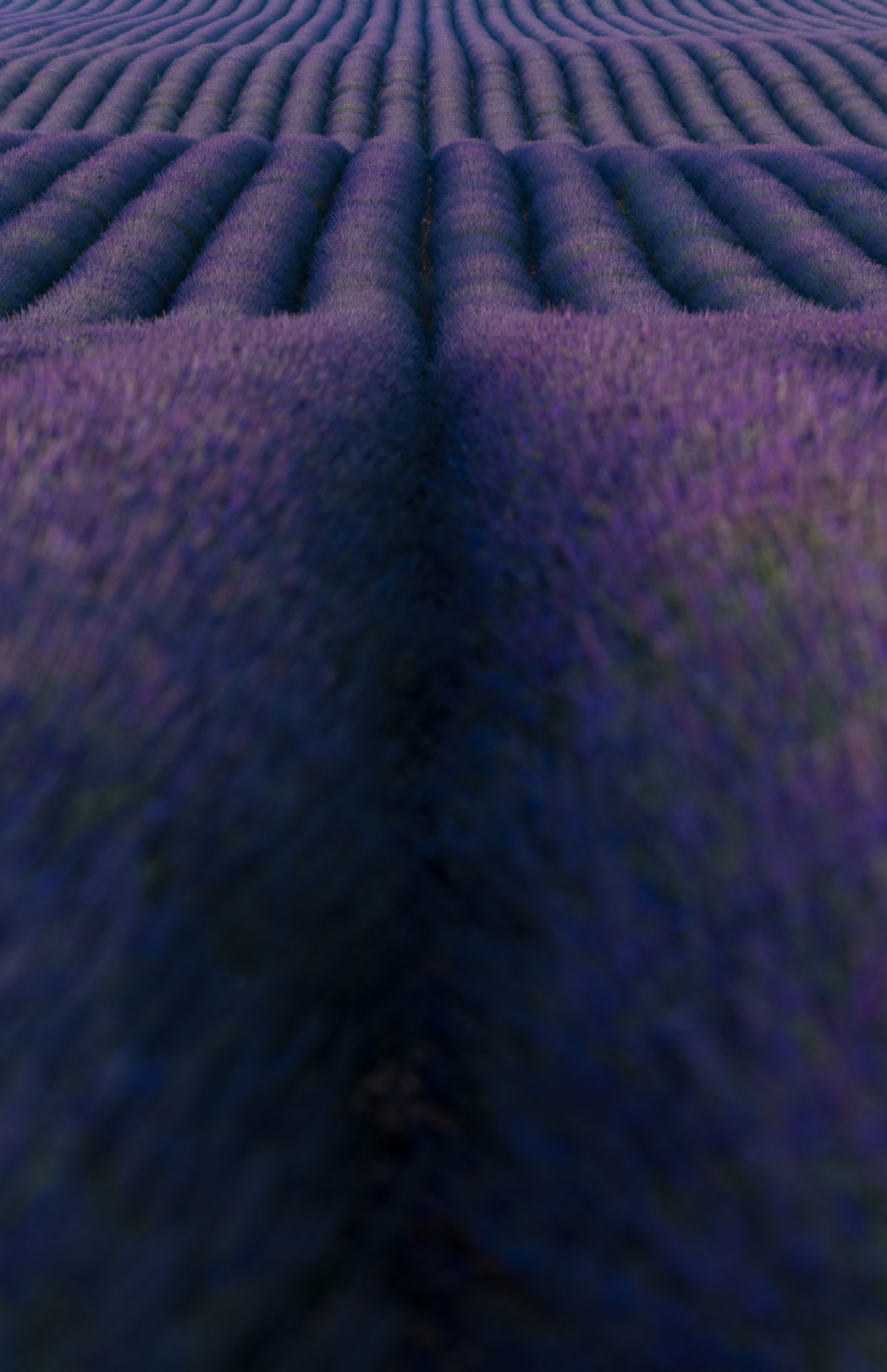 Purple Lead