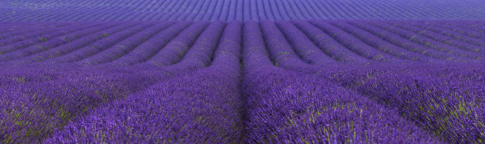 Fields of Beauty
