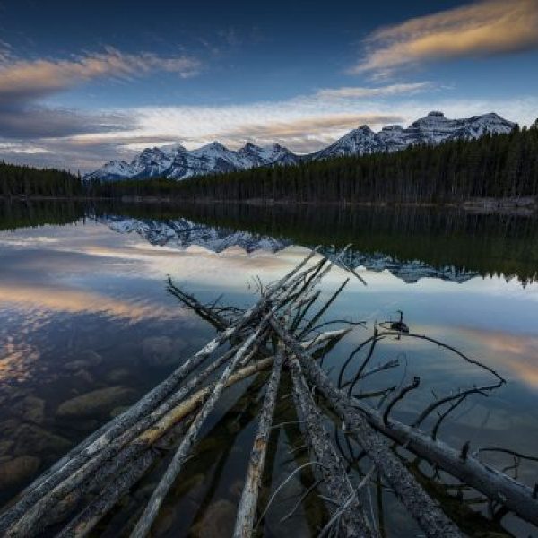 Driftwood Mirror