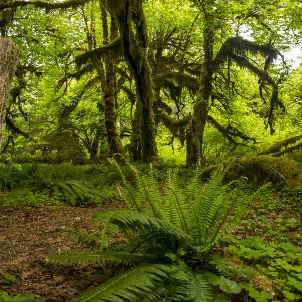 Ferns Grove
