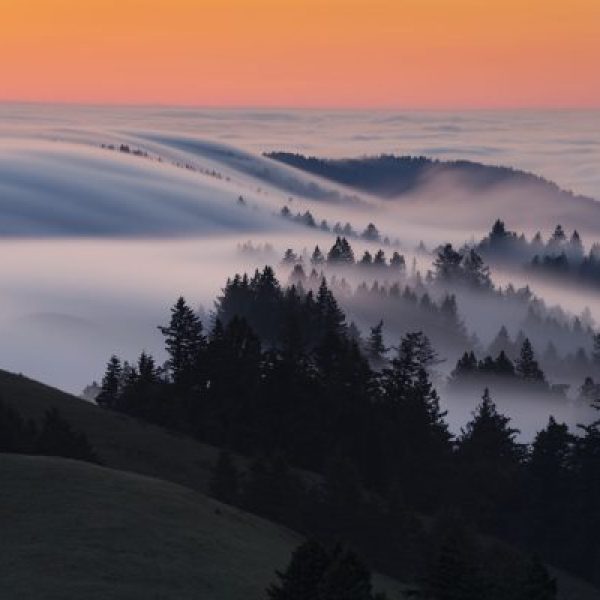 Fog Waves