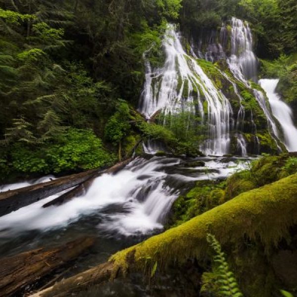Forest Cascade