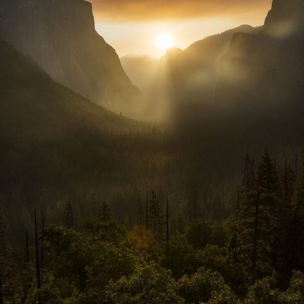 Golden Mist