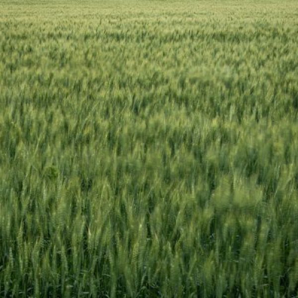 Windy Wheat