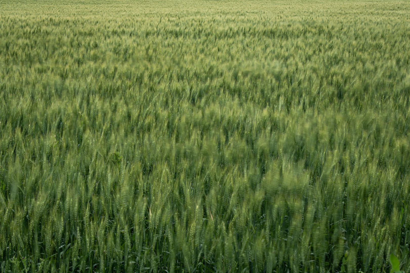 Windy Wheat