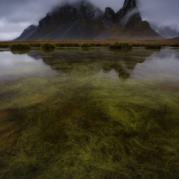 Into the Fog