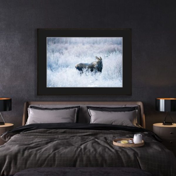 Moose Meadow