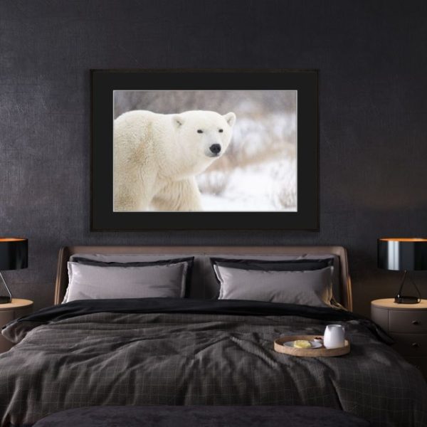 Polar Portrait