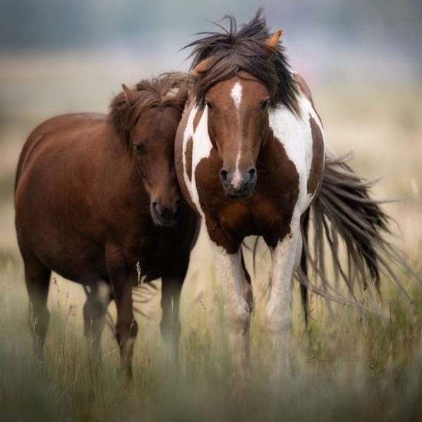 Pony