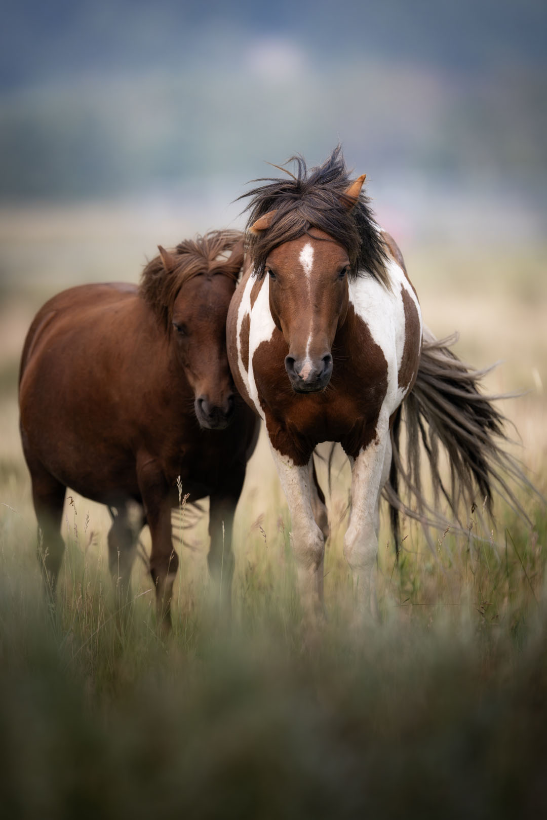 Pony