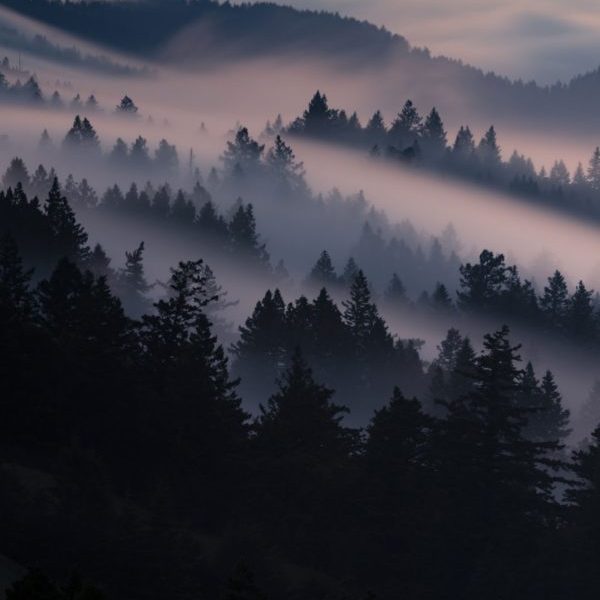 Rising Mist