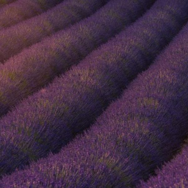 Scent of Heaven