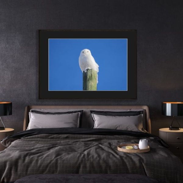 Snowy Owl