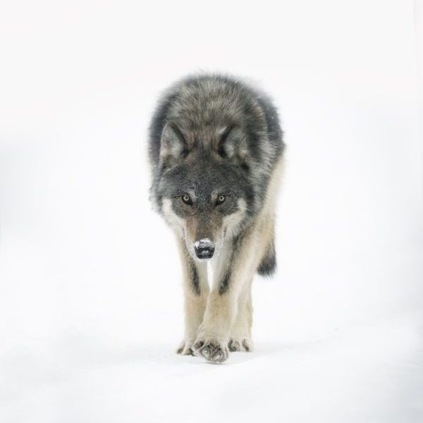 Stalk