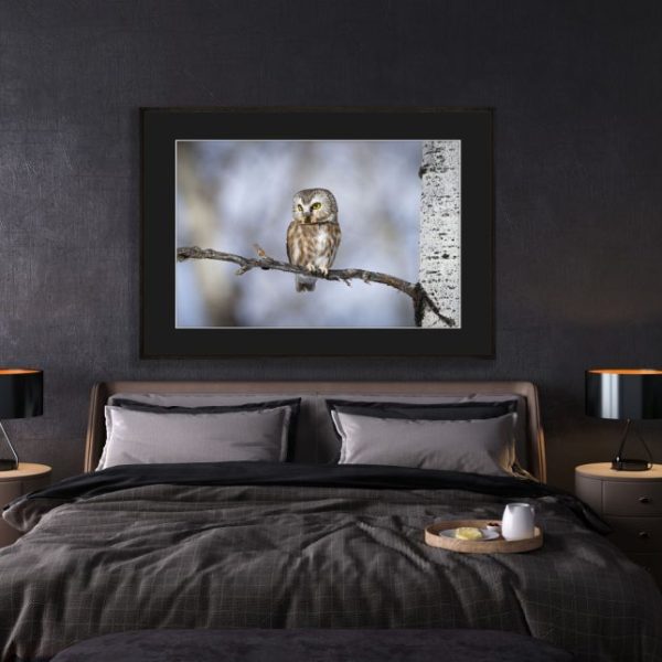 Toonie