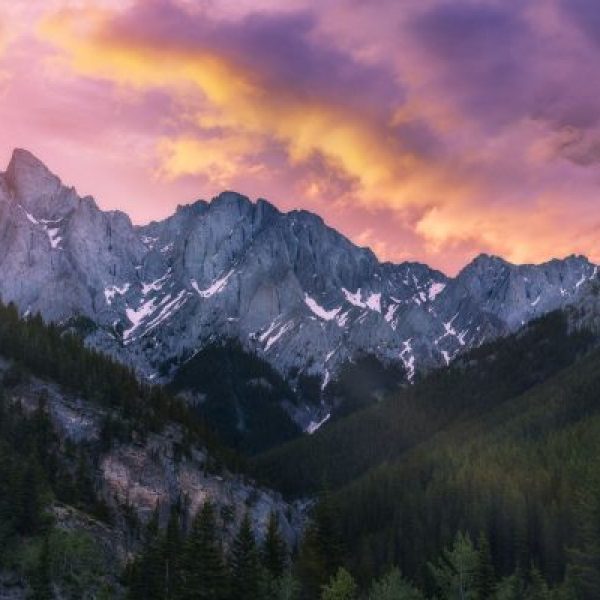 Violet Summit