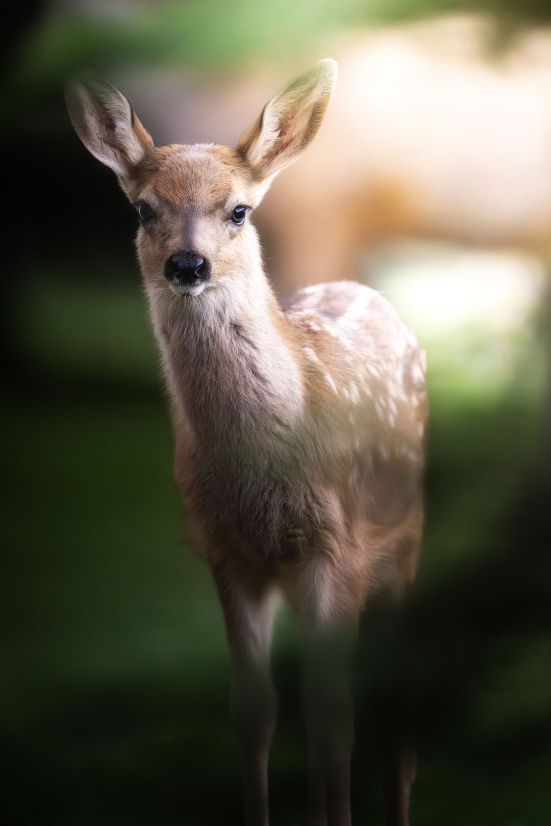 Bambi