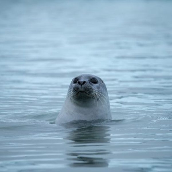 Curious Seal