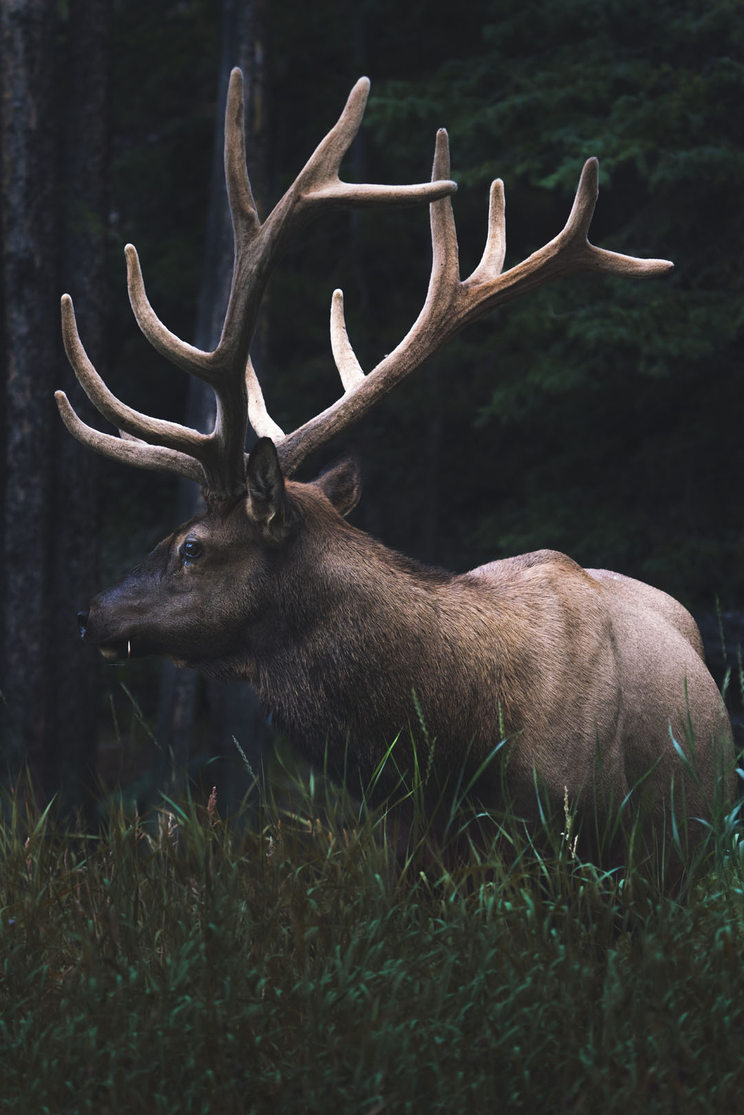 Elk in Shadow