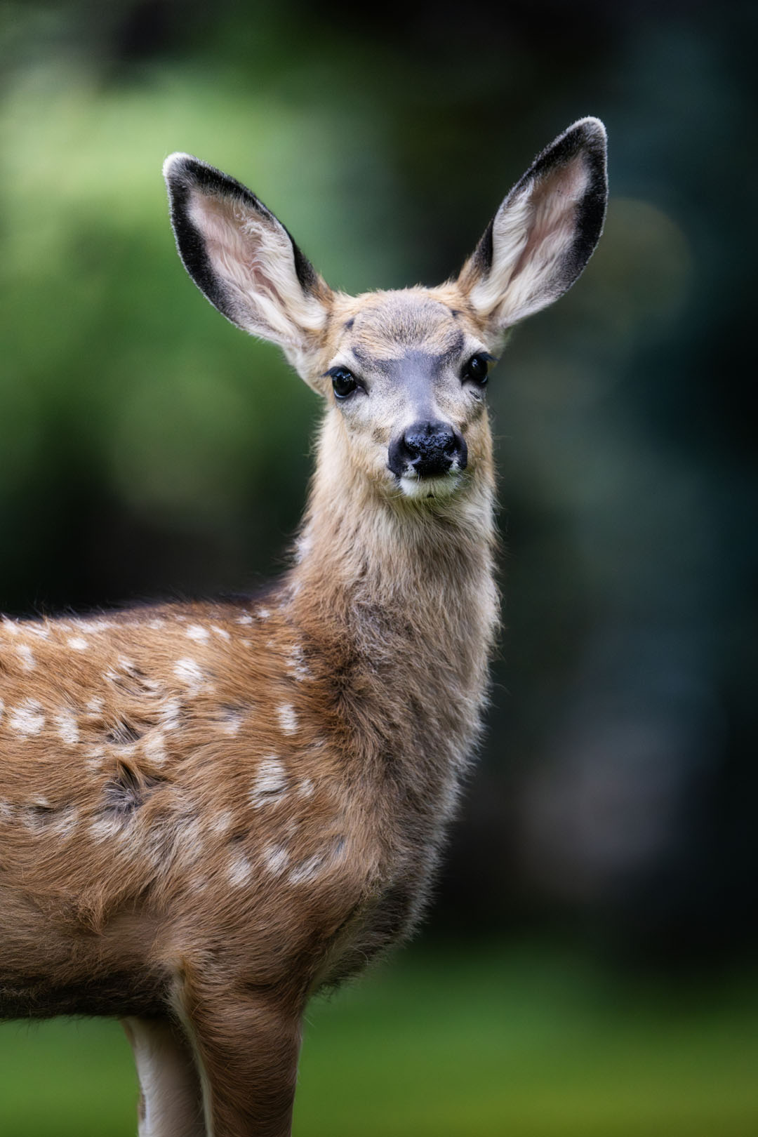 Fawn