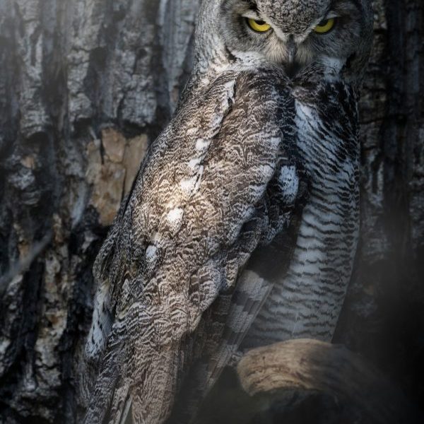 Hidden