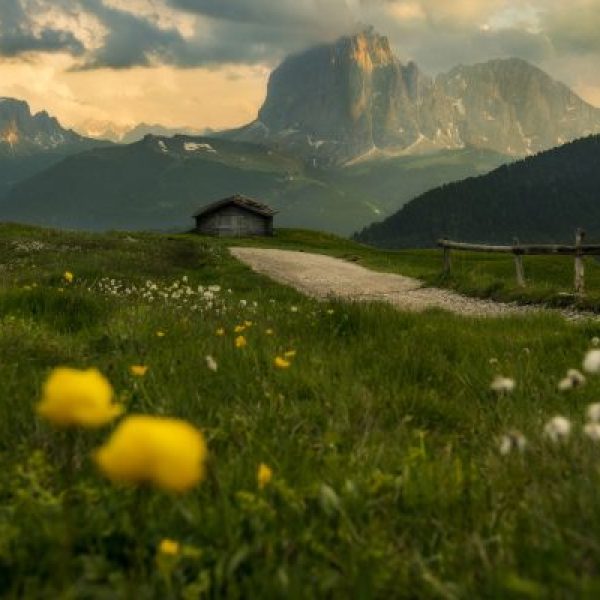 Meadow of Gold