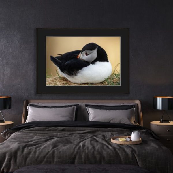 Puffins Burrow