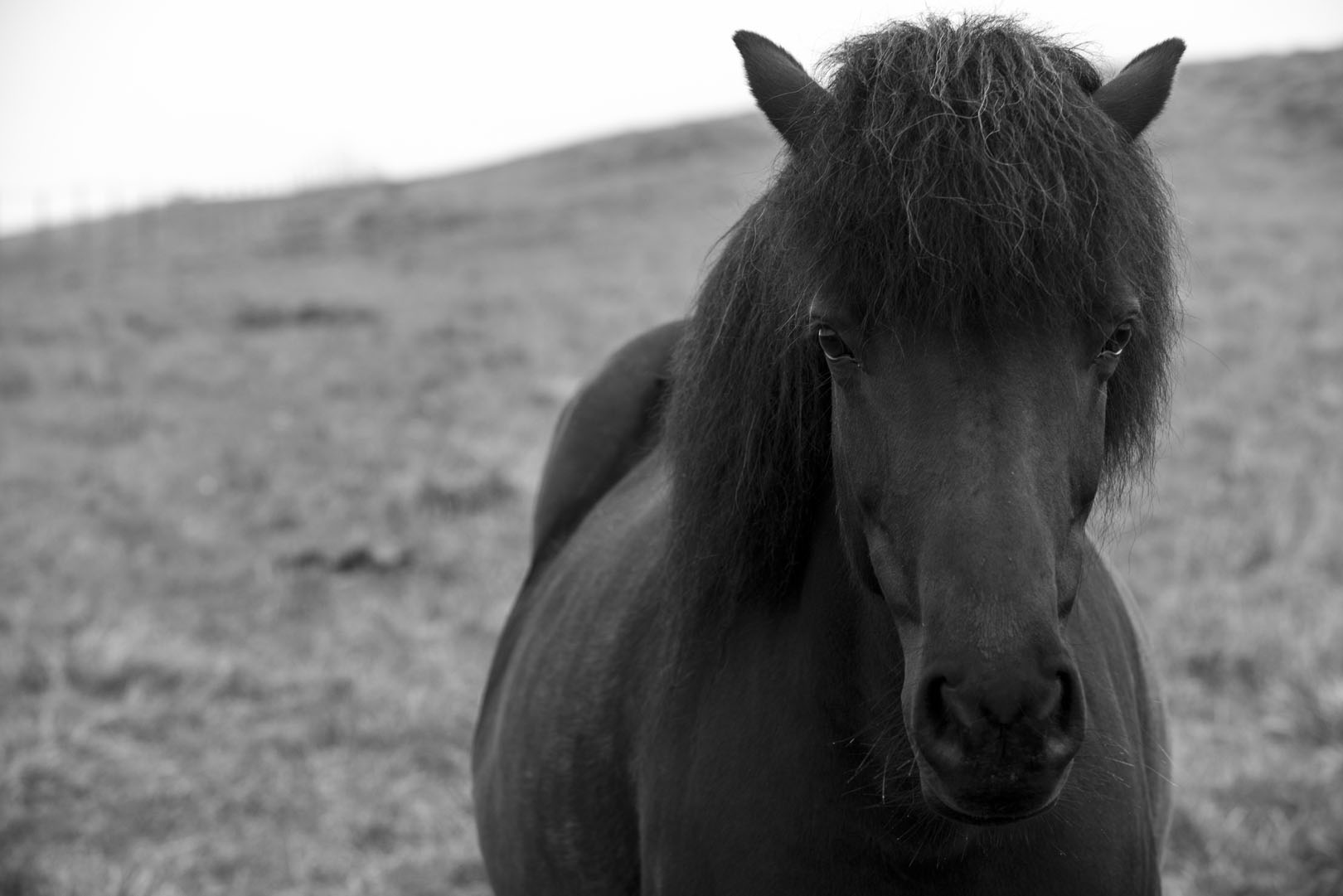 Wild Mane