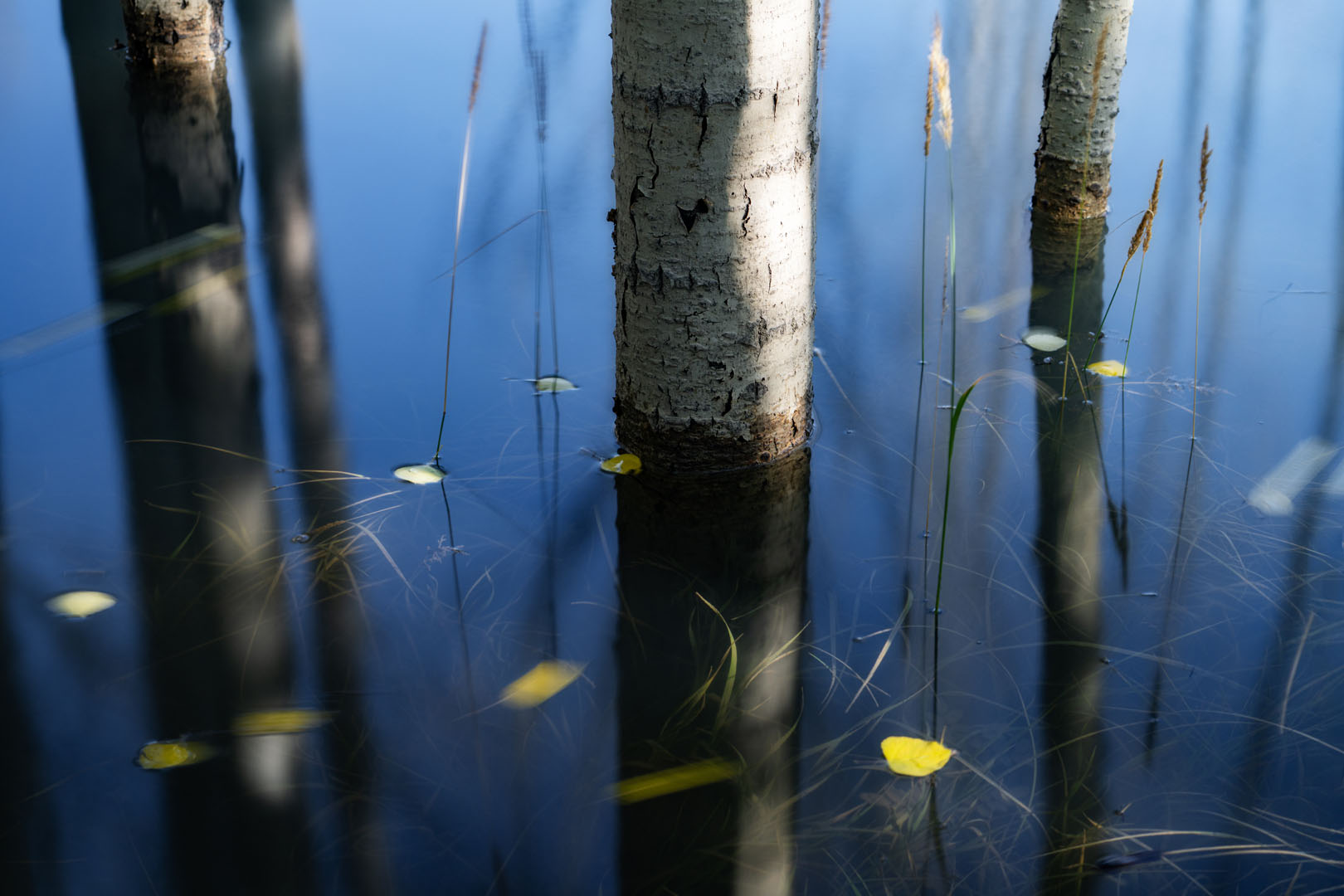 Aspen Waters
